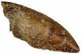 Serrated Raptor Tooth - Real Dinosaur Tooth #300913-1